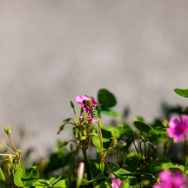 Biene am Nektar sammeln