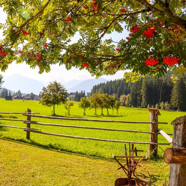Unsere Vogelbeerbäume mit vollen Beeren
